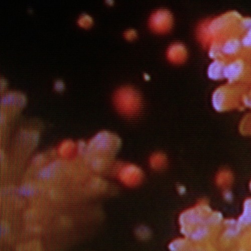 team kudzu - untitled