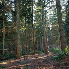 Don Skiffle: Glitter Girl Acoustic Session