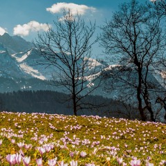 Mandibula - Spring, you are welcome