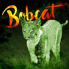 Katlis - Bobcat