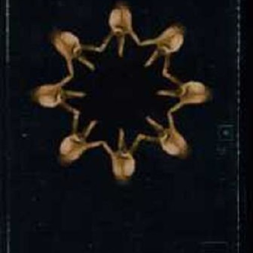05 - Simon sagt - Ihr Nutten 2001