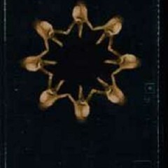 09 - Sleepwalker - Die Sekte - Ihr Nutten 2001