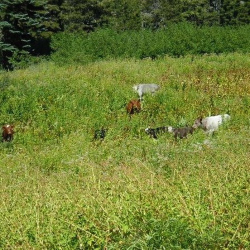 100 Cows With Cowbells In Tahoe National Forest, Sierra Nevada Mountains, California
