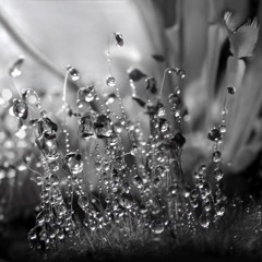 Kia - Aromatics in Black (Mastered full Version)