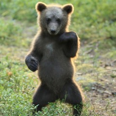 Bear Brother - Preludium