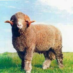 Change Of Sight - The Ovines (Rehearsal recording-take1)