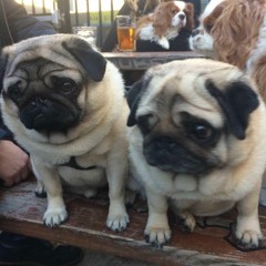 Everybody Does A Little Cocksucking