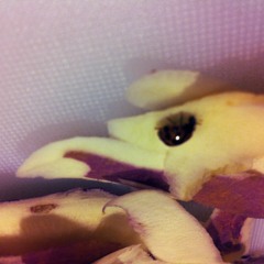 Velocity Of Blooming