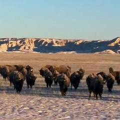 Norvin Begay  (Paul NMAS mtg) @ Evergreen, SD