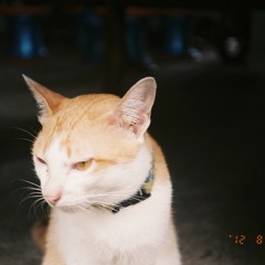 Make You Feel My Love