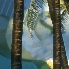 Poroto Mung - Hodydaa (Hoyda)