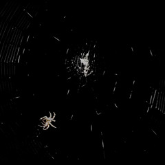 Araña 1217 La Tribu - Audífonos En Bolsillo - Tree House Studio