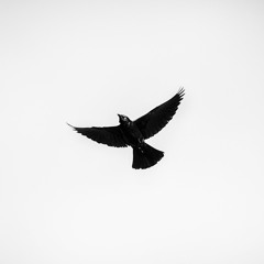 ØØØ