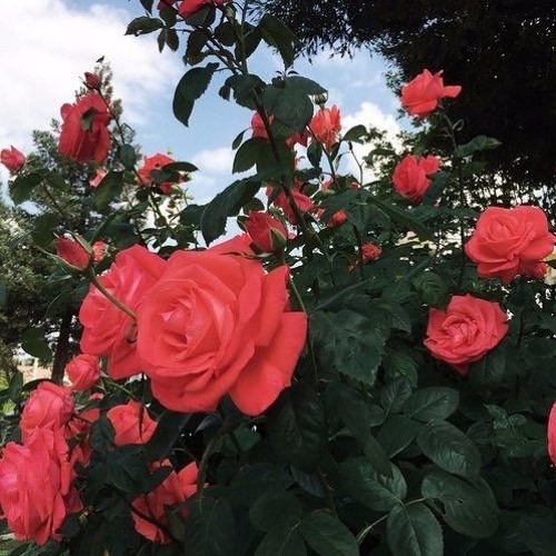 flowers (Caleb Belkin x with U')