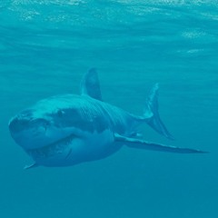 Shark Week