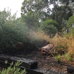 Sounds of Summer: Dubbo Garden