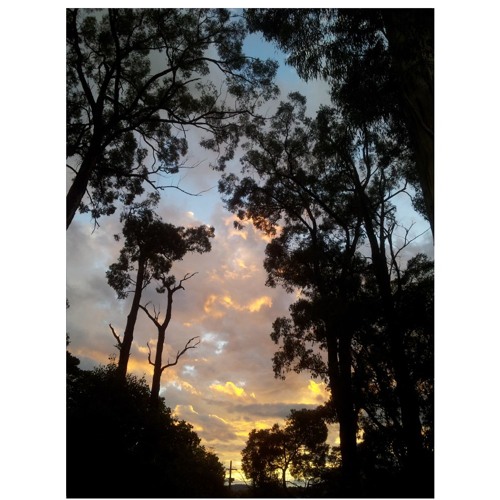 Evening
