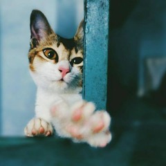 Yêu (1 => 4)- Rhymastic