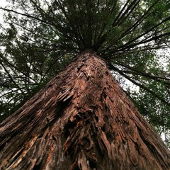 If Trouble Was Money