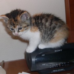 I Make Cat VIdeos For A Living