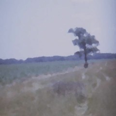 Lonely Tree - Infinity