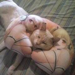 chillcat