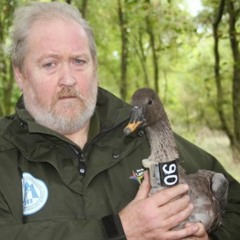 Back to the Bean Goose