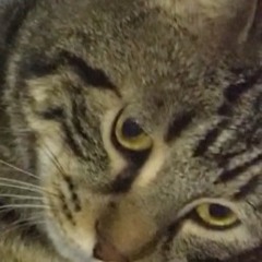 Four Years Older sfbhbnyhbihb(this is a cover i did not write this)lkjvdtg5iu5ebgjhebtg