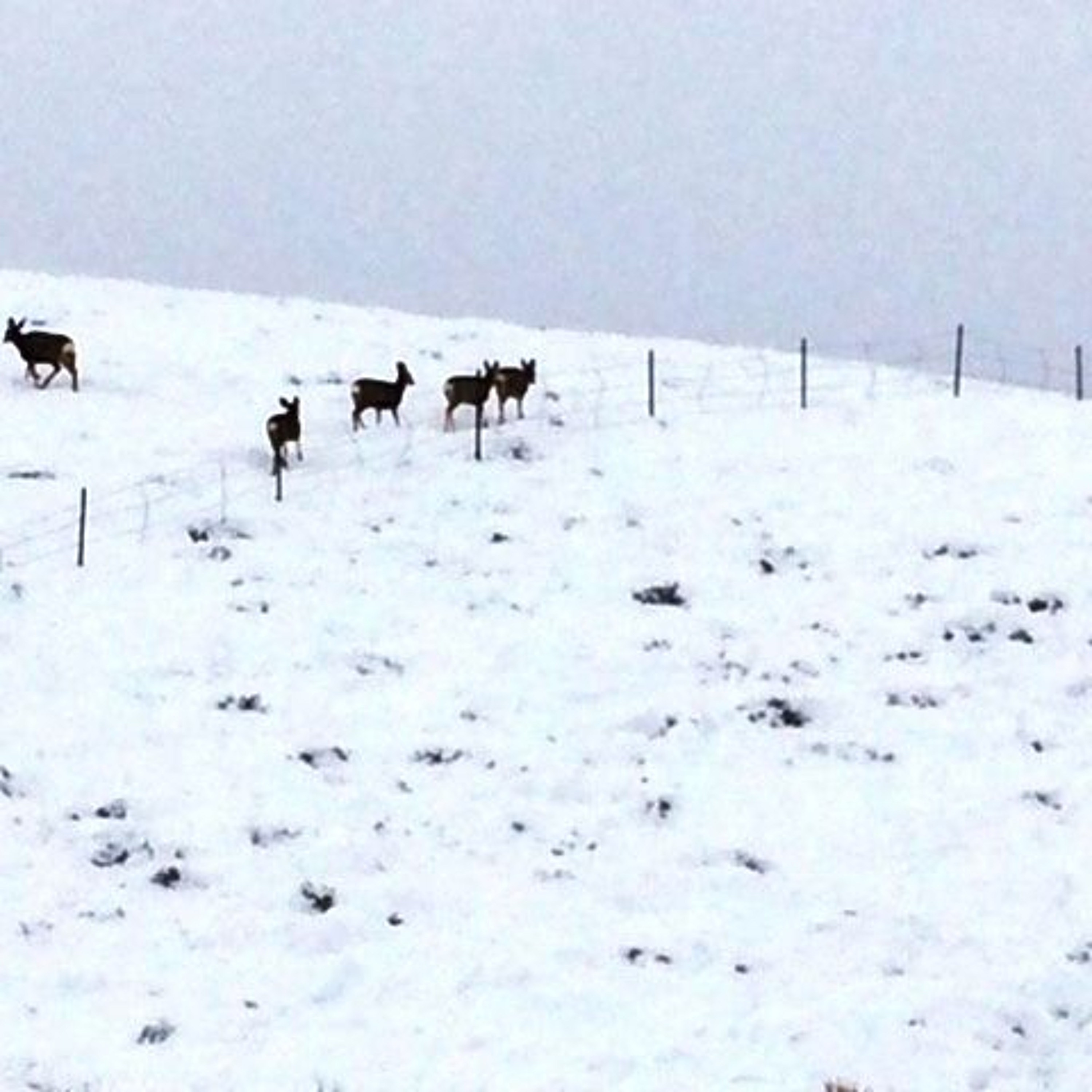 Baiting Operations For Deer And Elk In Coming Days episode artwork