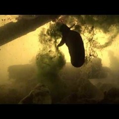 The Song Of The Freshwater Snail