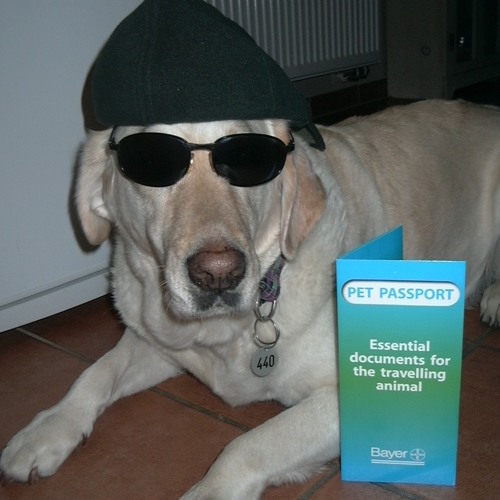 Stream Acolyte Slaughter Beach Dog By Saturn Valley Listen Online For Free On Soundcloud