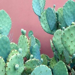 ‏‎ツ ❀ ورد