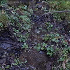 Un Pequeño arroyo en el bosque