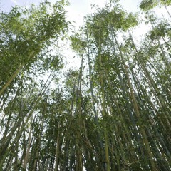 台灣苗栗山區的竹林聲響 The sound from the bamboo forest in Taiwan