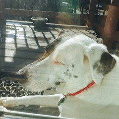 good doggo groove