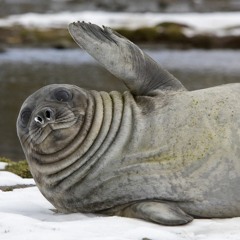 Wavy Seal