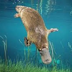 Platipus Records Mix