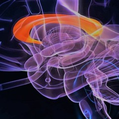 The Brain