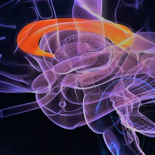 The Brain