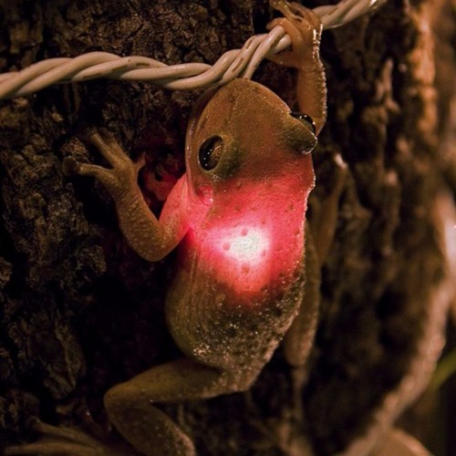 Techno Trance Dance EDM Deep House