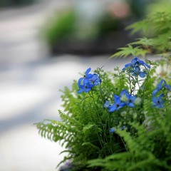 Strap - Hatsune Miku