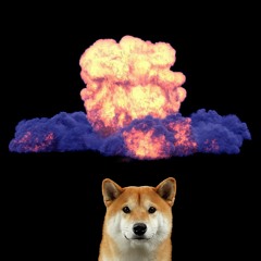 BOOM SHIBA - tamypro
