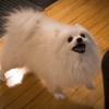 Gabe The Dog Tribute R I P Hello Darkness My Old Friend Video In Description Mp3