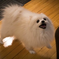 Gabe The Dog TRIBUTE (R.I.P.) - Hello Darkness My Old Friend (Video in Description)