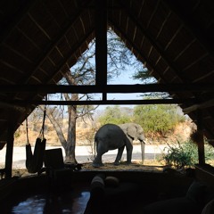 Elephant Browsing at Night, Ruaha National Park, Tanzania (2011-09-01-c2-1016d)