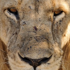 Male Lions Roaring, Tarangire National Park, Tanzania (2011-08-29-c2-1007d)