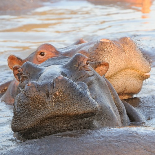 Morning on the Luangwa River, South Luangwa National Park, Zambia (2013-10-22-0089c)