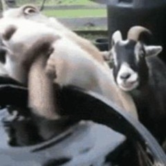 Tasty Licks
