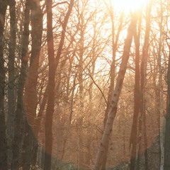 Web of Life