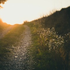 Vegetationszone / Relaxed Instrumental